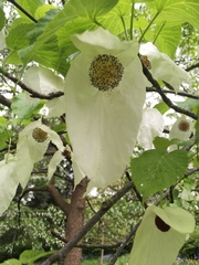 Davidia involucrata