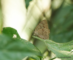 Arhopala camdeo