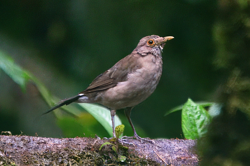 Ecuadorian Thrush (Turdus maculirostris), photo 6