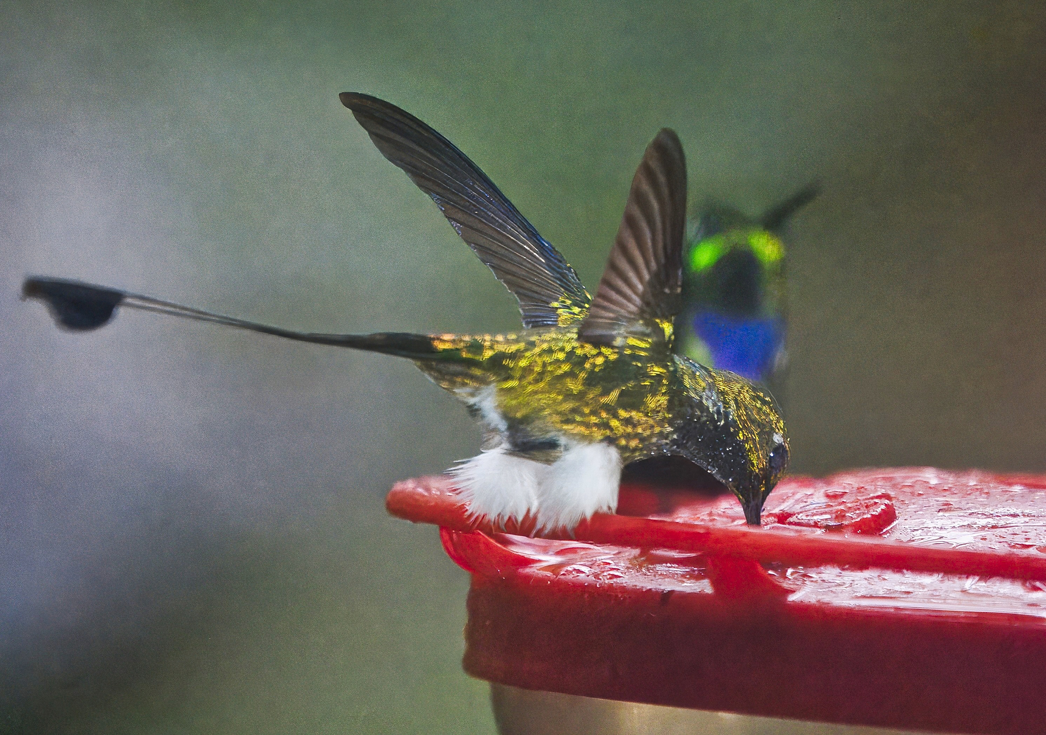 White-booted Racket-tail illustration