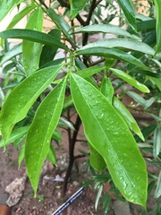 Phaleria macrocarpa