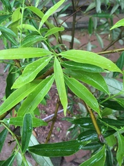 Phaleria macrocarpa