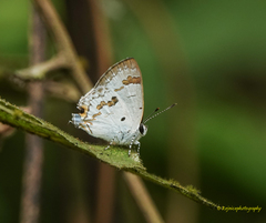 Hypolycaena othona