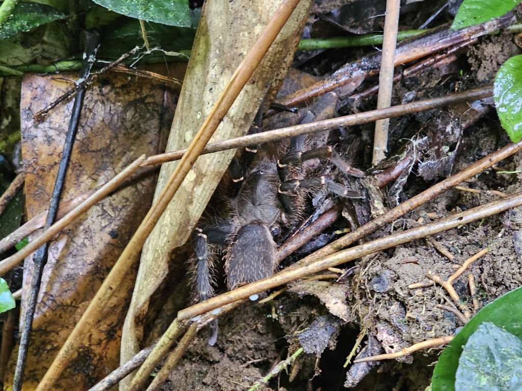 Phoneyusa from Komo, Gabon on March 9, 2024 at 1140 AM by AnneHélène