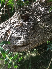 Pistacia lentiscus chia