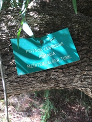 Pistacia lentiscus chia