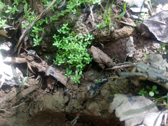 Callitriche terrestris