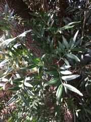 Pistacia lentiscus chia