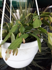 Rhipsalidopsis gaertneri