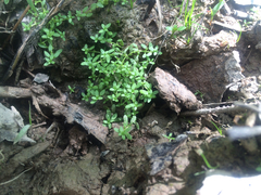 Callitriche terrestris