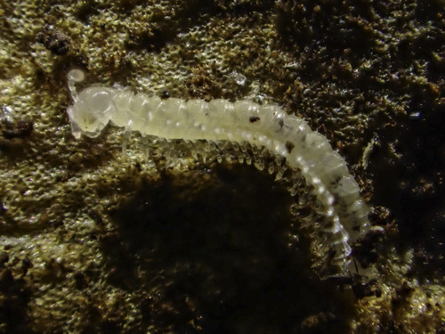 Keeled Millipede
