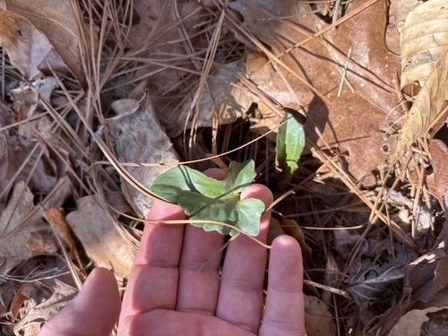 Arnoglossum atriplicifolium, photograph 1
