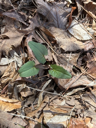 Arnoglossum atriplicifolium