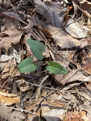 Arnoglossum atriplicifolium