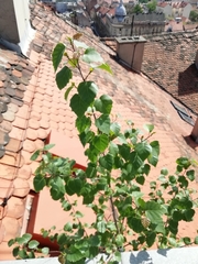 Betula pendula