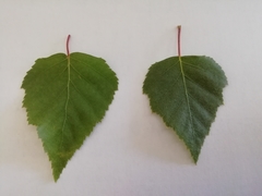 Betula pendula