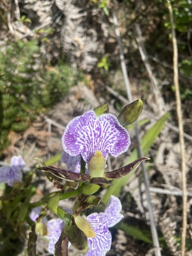 Foto de Orquídea