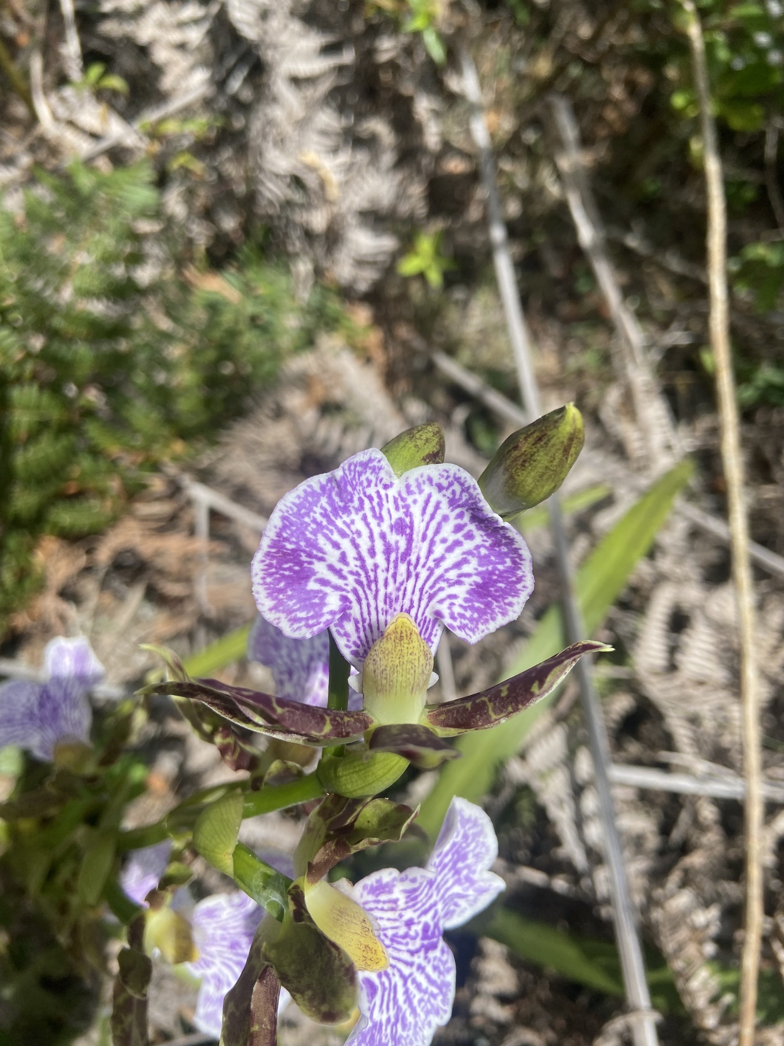 Imagem de Orquídea