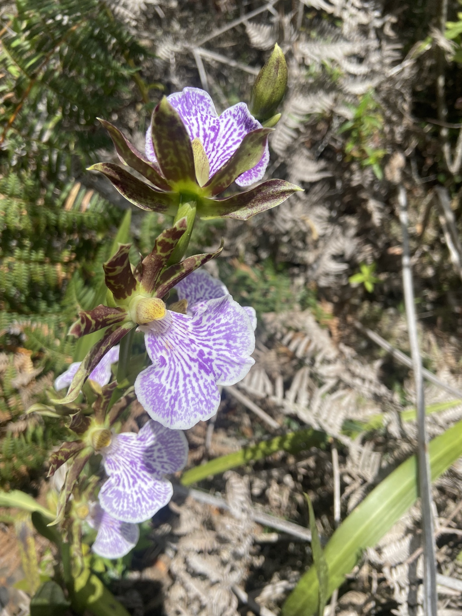 Imagem de Orquídea