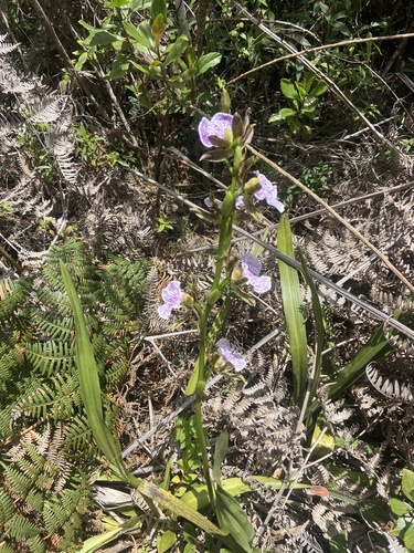 Foto de Orquídea