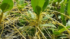 Cuscuta planiflora