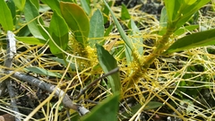 Cuscuta planiflora
