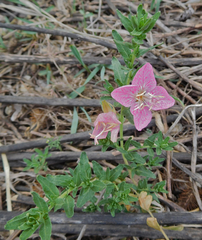 Oenothera canescens
