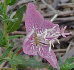 Oenothera canescens