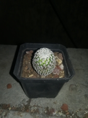 Turbinicarpus pseudopectinatus