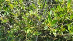 Cuscuta planiflora