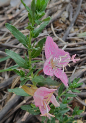 Oenothera canescens