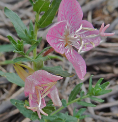 Oenothera canescens