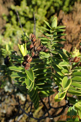 Veronica brachysiphon