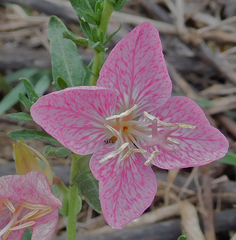Oenothera canescens