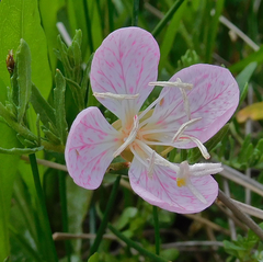 Oenothera canescens