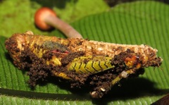 Paraisaria amazonica