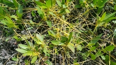 Cuscuta planiflora