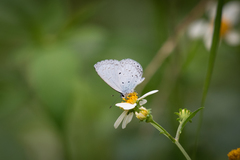 Celastrina lavendularis himilcon
