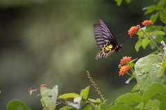 Troides aeacus formosanus