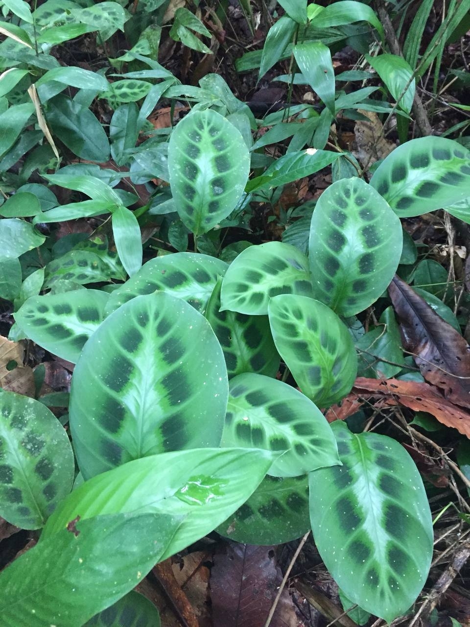 Imagem de Maranta
