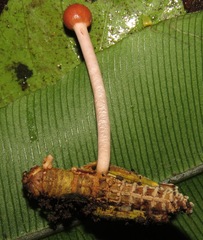 Paraisaria amazonica