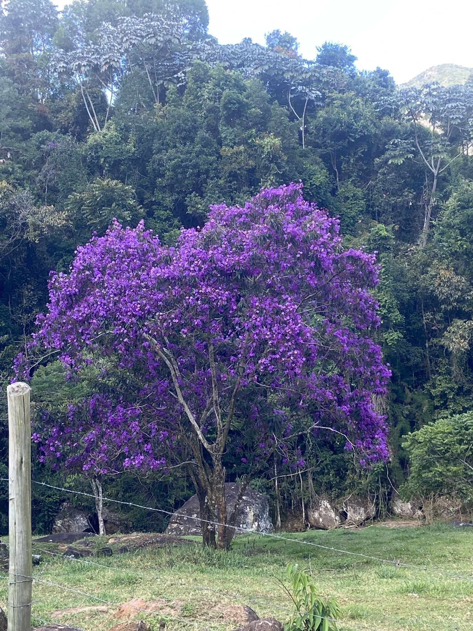 Imagem de Quaresmeira