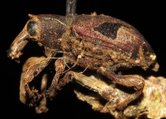 Rhineilipus