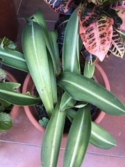 Hippeastrum striatum