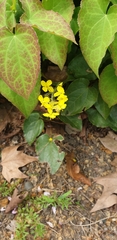 Epimedium