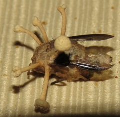 Ophiocordyceps dipterigena