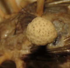Ophiocordyceps dipterigena