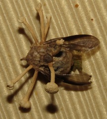 Ophiocordyceps dipterigena