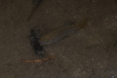 Cyprinodon macularius