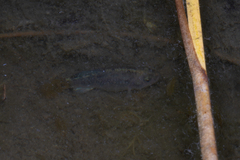 Cyprinodon macularius